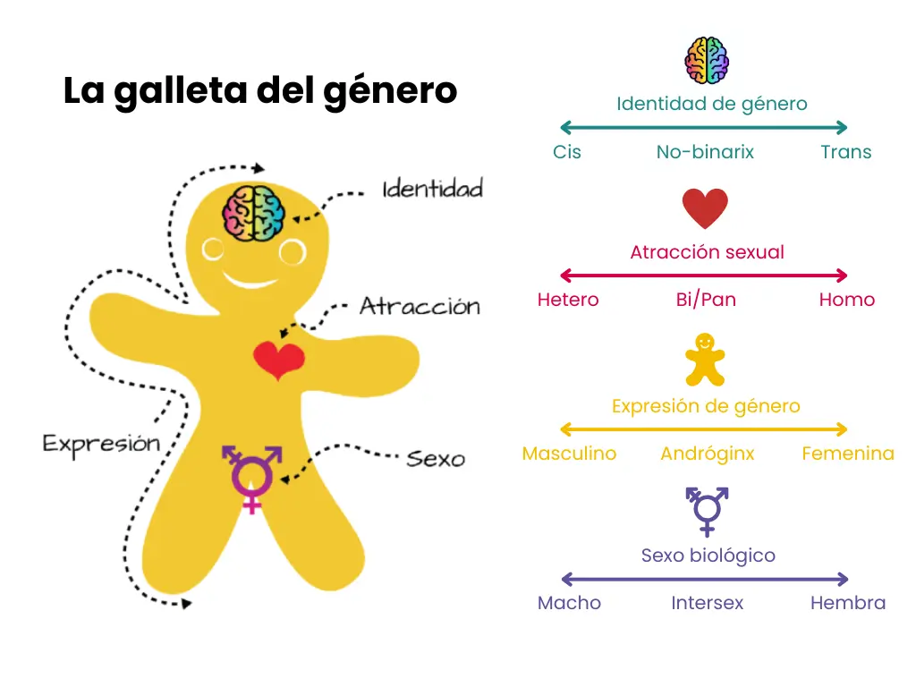 Infografia resumiendo la identidad de género, la atracción sexual, la expresión de género y el sexo biológico