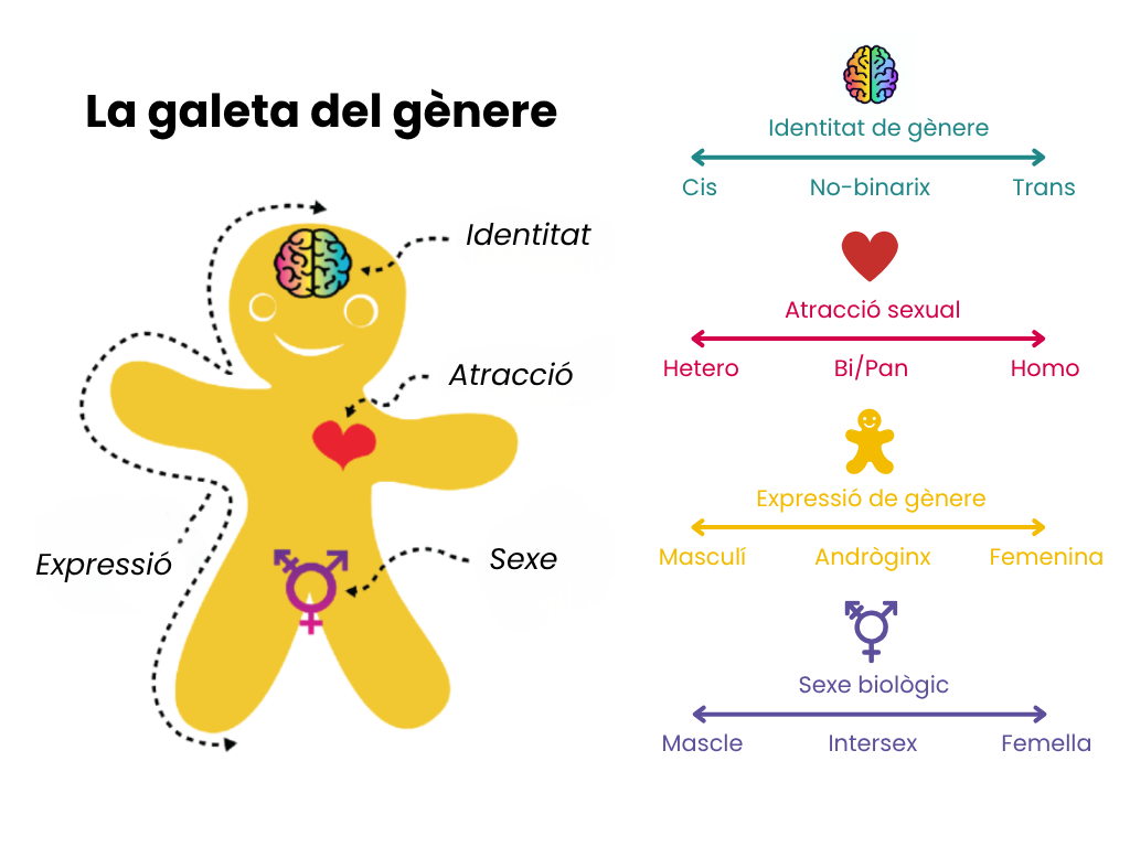 Infografia resumint l'identitat de gènere, l'atracció sexual, l'expressió de gènere i el sexe biològic
