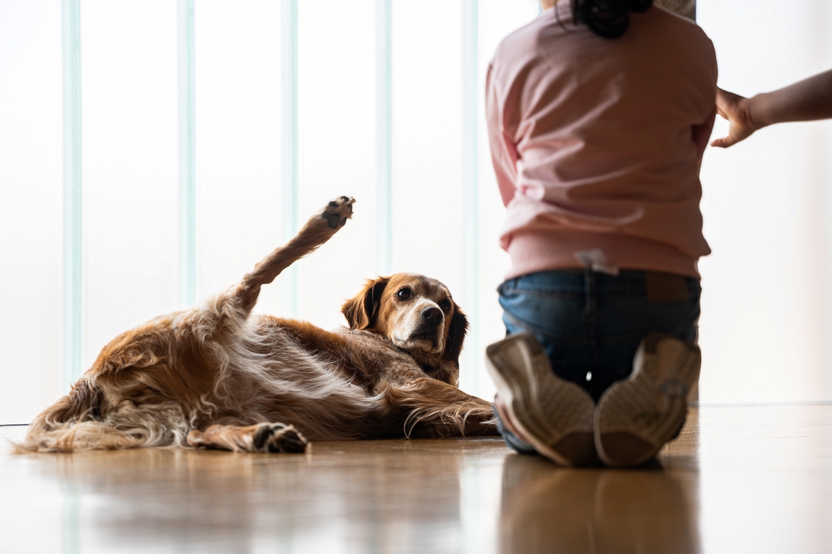Foto de un perro pidiendo caricias a una niña en el marco de la terapia canina